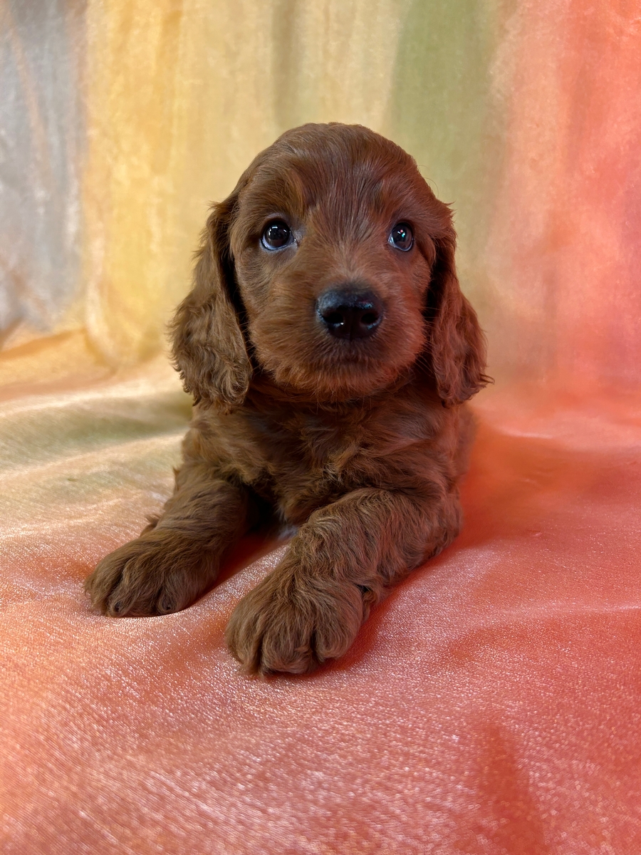 Dark Red Miniature Goldendoodle Male for Sale DOB 8-22-2025, $1200